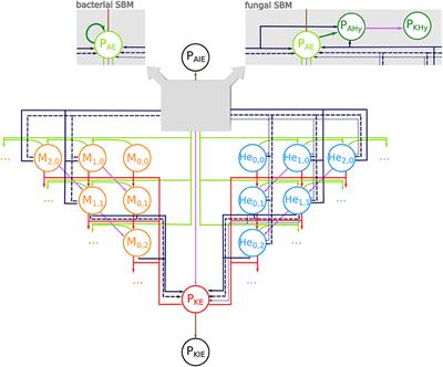 Dynamic Interplay of Host and Pathogens in an Avian Whole-Blood Model